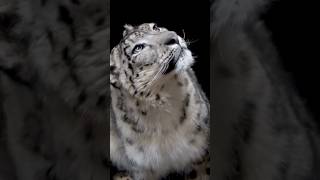 The Snow Leopard Ghost of the Mountains Revealed [upl. by Silvan778]