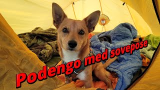 Podengo med sovepose [upl. by Helyn360]