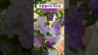 향기 진한 꽃 브룬펠시아 자스민 Brunfelsia 키우기 [upl. by Ayrad]