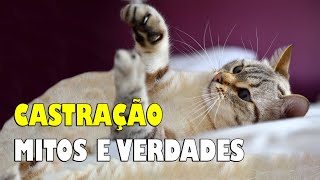 CASTRAÇÃO DE GATOS mitos e verdades  Gatil Hauser [upl. by Nicoline972]