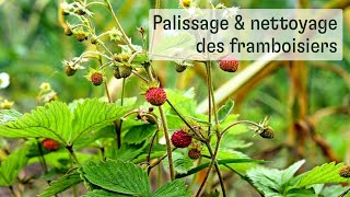 Palissage et nettoyage des framboisiers [upl. by Damal]