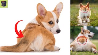 corgi with tail  Why do Corgis Have Their Tails Docked [upl. by Angid]