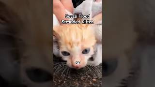 Kitten Rescued from Flood  Pet Animals [upl. by Eiramac189]