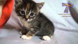 kleine kittens miauwen en praten leuke kat compilatie [upl. by Samal408]