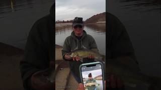 Her First Walleye 🤘 fypシ゚ missouri fishing shorts walleye outdoors adventures [upl. by Ecirtnuahs]