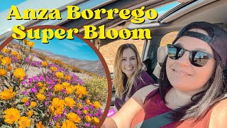 Southern California Super Bloom in Anza Borrego  2023 [upl. by Ecyarg668]