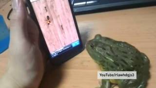 Pacman Frog catches ants on a smartphone [upl. by Connor539]