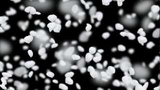 Free wedding background full HD  falling flower petals white animation [upl. by Leonard518]