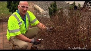 How do I prune a spirea bush  Ask BrightView [upl. by Mitchael540]