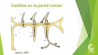 Mecanismos de Defensa de las Plantas [upl. by Ott]