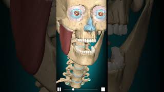 Masseter action Mandible elevation anatomy [upl. by Eelano]