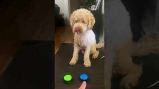 The Worlds Most Intelligent Goldendoodle [upl. by Ecam]