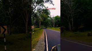 Mudumalai tiger reservesafariroom booking shorts trending shortfeed nature jkcreativity [upl. by Eenahs52]