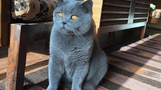 Coconut Blue British Shorthair Loves Brushing [upl. by Mauri]