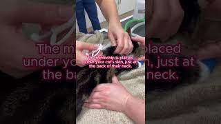 This is how your cat is microchipped 😼 vetadvice vetcare petcaretips catadvice microchipping [upl. by Sorkin158]