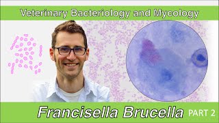 Francisella and Brucella Part 2  Veterinary Bacteriology and Mycology [upl. by Seavey]