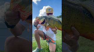 Gigantic peacock bass  b peacokbass fishing bassfishing freshwaterfish [upl. by Olrac]