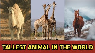 What is the Tallest Animal in the World  Tallest Animal  Learn With xia [upl. by Jaeger855]