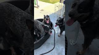 It’s so 🥵 HOT please share the pool acd blueheeler doglife sassycattledog [upl. by Boehmer918]