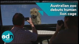 Australian zoo debuts human cage to interact with lions [upl. by Asilehs]