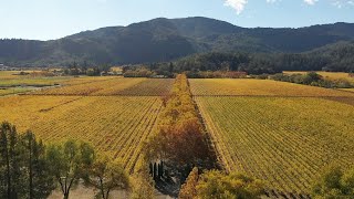 Aerial View of Stunning Napa Valley Vineyard in Autumn [upl. by Rovit]