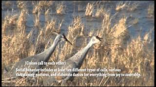 Bosque del Apache NWR Wintering Cranes at Bosque del Apache National Wildlife Refuge [upl. by Llerrud360]