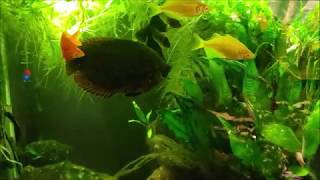 Using Cattle Dewormer In My Aquarium Levamisole HCL [upl. by Malony]