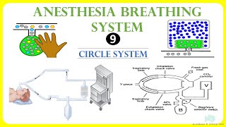 Circle system  Anesthesia Breathing System [upl. by Ardnaskela]