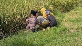 Binatang apa saja yg ada di sawah yukk kita lihat [upl. by Norrahc765]