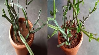 how to grow veld grape plant from cuttings  easily grow at home [upl. by Chobot146]