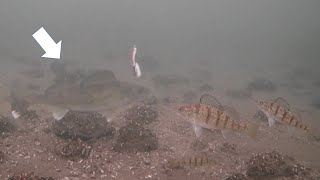 WALLEYES Ice Fishing Mille Lacs Lake Underwater Camera [upl. by Aramenta476]