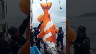 Giant Sea Monsters Caught by Fishermen 🐙🎣GiantSeaCreatures FishingDiscoveries OceanMysteries [upl. by Dorin]