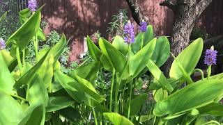 Pickerel Rush a Edible and Beautiful Plant for Your Water Garden [upl. by Fording]