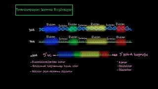 Transkripsiyon Sonrası Regülasyon Fen Bilimleri Biyoloji [upl. by Eerehs]