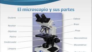 El microscopio y sus partes [upl. by Mears]