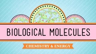 Biological Molecules  You Are What You Eat Crash Course Biology 3 [upl. by Nepean]