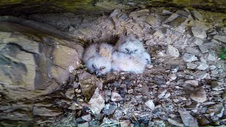 Baby great horned owls [upl. by Lyford]