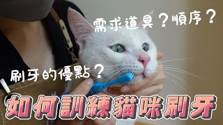 如何訓練貓咪刷牙？刷牙的優點？要準備哪些工具？ [upl. by Staal]