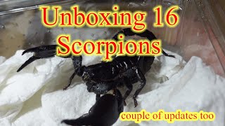 Scorpion  UNBOXING  scorpion scorpions nature animals [upl. by Nitnilc307]