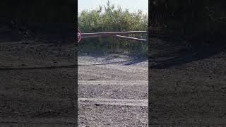 Ptarmigans in Alaska birds animal animals animallover birdslover nature youtubeshorts cute [upl. by Vogele545]