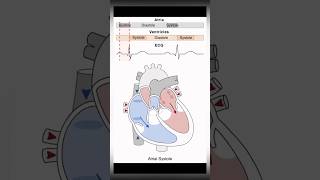 Here’s how the heart works DYK🫀beats about 100K times a day anatomy medical shorts neet [upl. by Ybrik525]