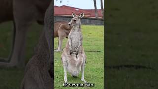 Whats inside a kangaroo pouch 🤔 youtubeshorts animalfacts viralvideo [upl. by Janerich]