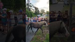 98th Annual Pony Swim South Herd Round Up July 22 2023 [upl. by Ailaham367]