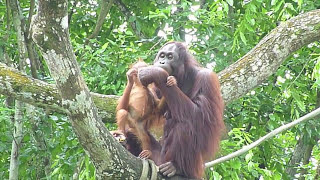 orangutan baby and mother at singapore zoo [upl. by Ennaus]