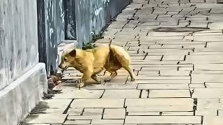 Stray Dog was Nearly Cut in Two by the Rope Refusing to Let Anyone Nearby Until This Happened [upl. by Omlesna349]