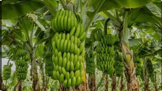 Banana farmers making millionsa day with an agronomist [upl. by Nnairet]