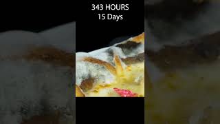 23 Days in 60 Seconds  Pizza Time Lapse  Rotting Time Lapse [upl. by Arda]