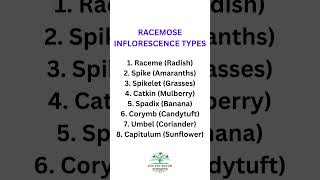 Types of Racemose Inflorescence and their examples biologybloom [upl. by Hamburger783]