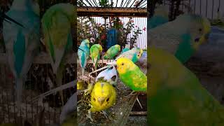 A Colorful Collection Meet the Most Beautiful English Budgie Mutations [upl. by Iliam298]