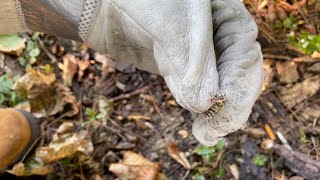 Ground wasp nest murdered with tempo dust multiple queens [upl. by Dhumma]